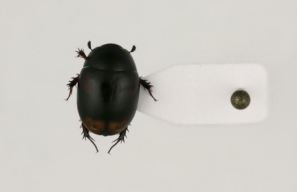 Example of card pointing a specimen for preservation.